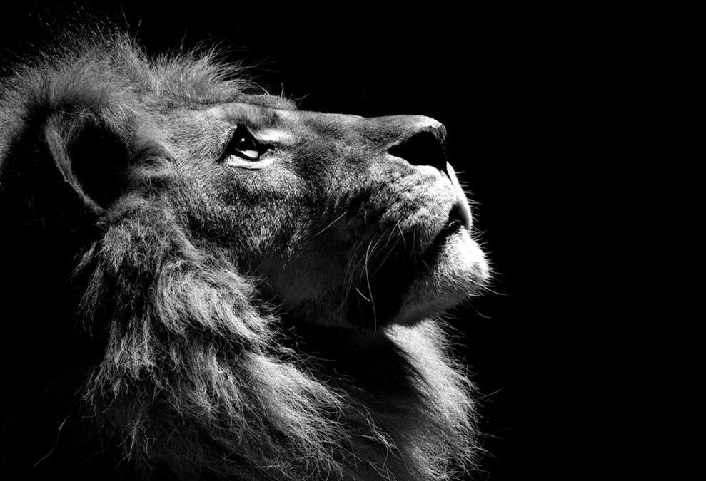 lion-looking-upwards